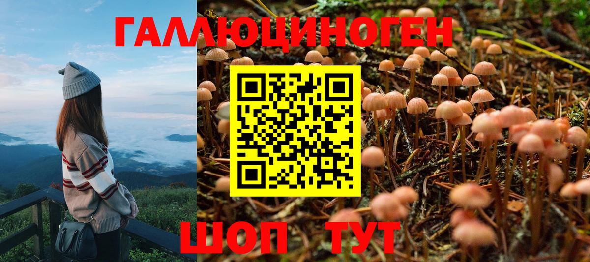 Псилоцибиновые грибы Psilocybine cubensis Санкт-Петербург